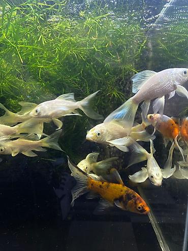 Аквариумы: Магазин аквариумистики В ассортименте большой выбор аквариумных — 3