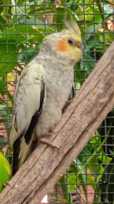 gence quşlar: Nimfa (Cockatiel) tutuquşu - Növ: Nimfa (Nymphicus hollandicus) - — 2