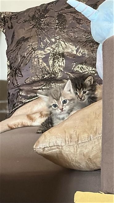 Отдам даром кошку: 2 месяца, Девочка — 6