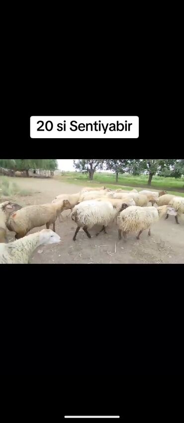 heyvanlara verilen xususi adlar: 22 Sentyabr. 300 baş Boğaz Şişəklər Satılır Real alıcı yiqsinn