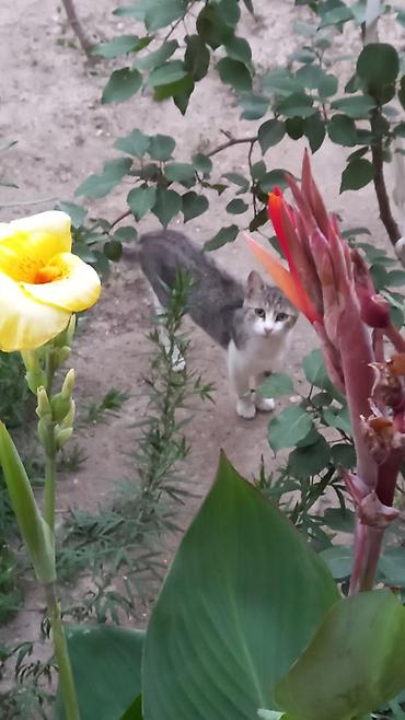 Həyət evləri və villaların satışı: 3 otaqlı, 100 kv. m, Kredit yoxdur, Orta təmir — 2