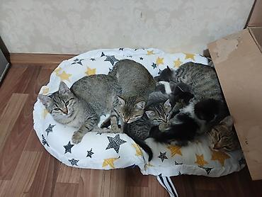 я ищу кота: Кошка даром: Беспородная, Мальчик, Приучена к лотку — 10
