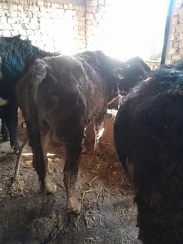 Коровы, быки: Продаю | Бык (самец) | На откорм | Привязанные — 3