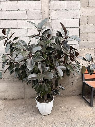 Фикусы: Комнатные растения в кашпо 1) Фикус эластика (Ficus elastica — 2