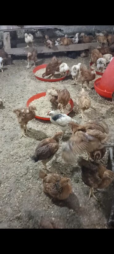 Cücələr: Toyuq cücələri, Damazlıq -da lalafo.az — 7 Cücələr: Toyuq cücələri, Damazlıq — 7