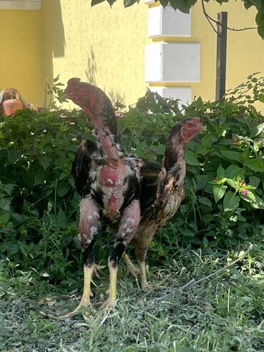 купить американского бульдога: Продаю | Петух | Бойцовая | Для разведения