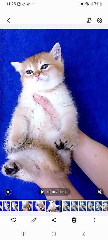 Pişiklər: Britan — 7