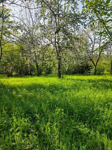 Torpaq sahələrinin satışı: 30 sot, Kənd təsərrüfatı, Mülkiyyətçi, Kupça (Çıxarış) -da lalafo.az — 7 Torpaq sahələrinin satışı: 30 sot, Kənd təsərrüfatı, Mülkiyyətçi, Kupça (Çıxarış) — 7