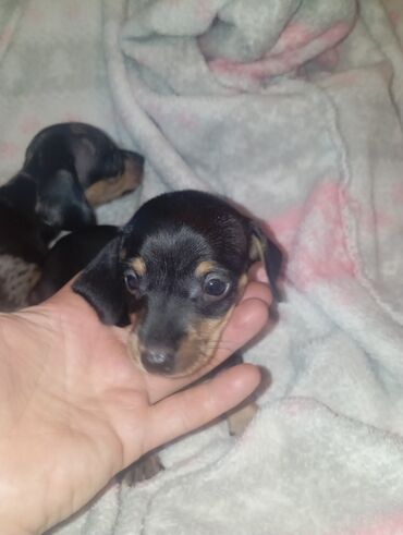 Продажа собак: Такса, 1 месяц, Самка — 10