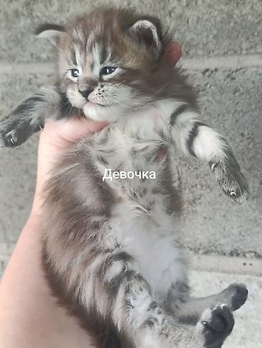 сфинкс котята купить: Котята мейн-кун!!!❤️❤️💙 Истинная красота рождается там, где природа — 1