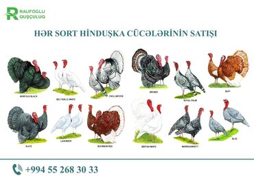 Hinduşka: Her sort hunduska cuceleri