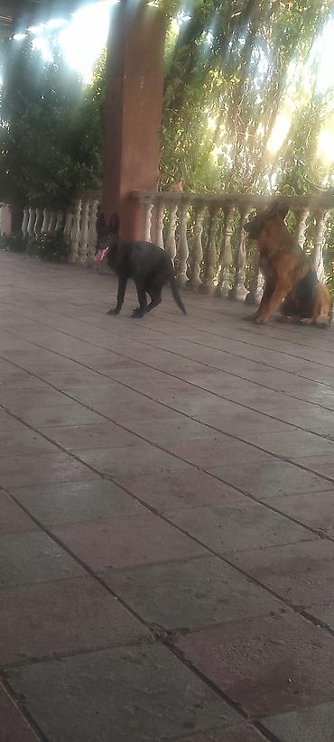 itlerin telimi: Xidmət: Alman çoban iti (German Shepherd) üzrə təlim və müşayiət - İt — 3