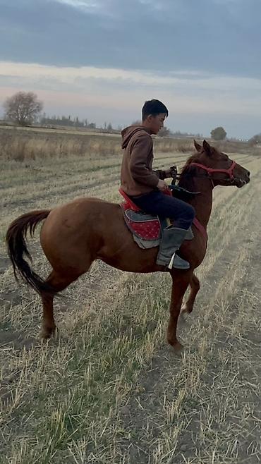 Лошади, кони: Продаю | Конь (самец) | Полукровка | Конный спорт — 5