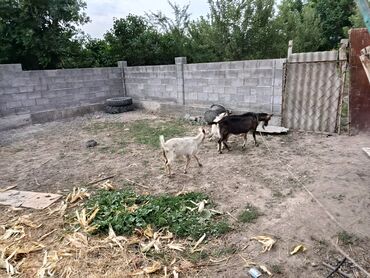 лошадь купить цена: Продаю | Коза (самка) | Полукровка | Для разведения