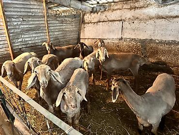 сладкий кукуруз: Продаю | Овца (самка), Ягненок | Для разведения | Ярка — 2