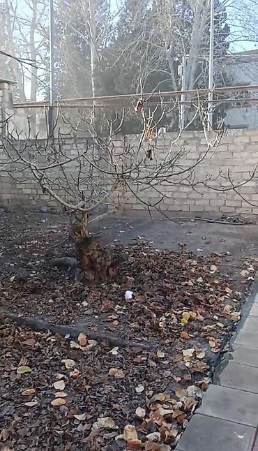 satiliq obyekt: Kənd təsərrüfatı, Makler, Kupça (Çıxarış) — 1