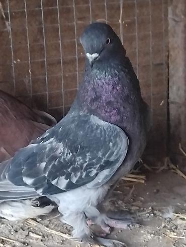 Другие с/х животные: Продам голуби🕊 срочно🆘 игра есть не болеют гарантием даю одна штука at lalafo.kg — 11 Другие с/х животные: Продам голуби🕊 срочно🆘 игра есть не болеют гарантием даю одна штука — 11