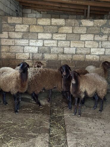 Qoyunlar, qoçlar: Qoyunlar – qaragül tipli qəhvəyi yunlu, qara başlı və ayaqlı heyvanlar — 12