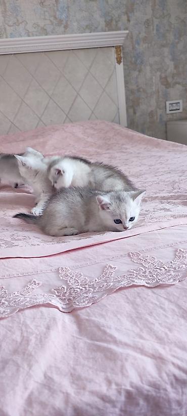 Pişiklər: Britan — 6