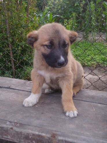 labrador it: Kanqal, 1 ay, Erkek