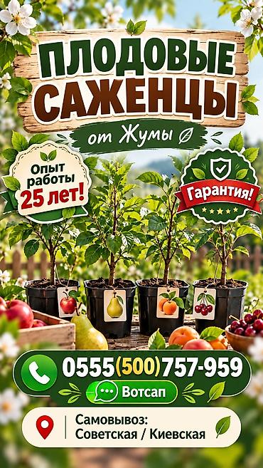Плодовые саженцы от Жумы - Опыт выращивания: 25 лет. - Гарантия. -