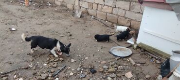 İtlər: Zvanoklar tam sağlam 40 günlük Binəqədidə şir erkek dişi var — 10