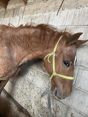 Лошади, кони: Продаю | Кобыла (самка) | Полукровка | Для разведения, На забой — 10