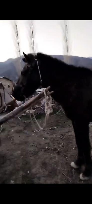 Atlar: Erkəkdi 2yaşın tamam edib yorğadı sakit heyvandır — 8