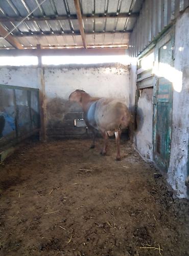 Баран, овца: Продаю | Баран (самец) | Для разведения | Племенные — 5