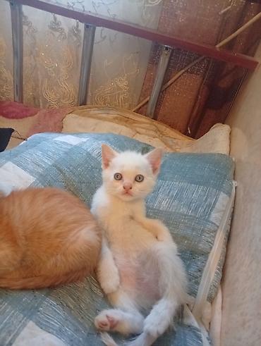 белые котята: Котята домашние, игривые и ласковые. - Окрас: один белый с голубыми — 3