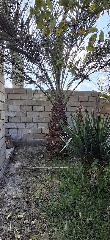 ev gülleri ve adlari: Xurma ağacı – dekorativ landşaft üçün - Növ: Xurma (Phoenix — 5