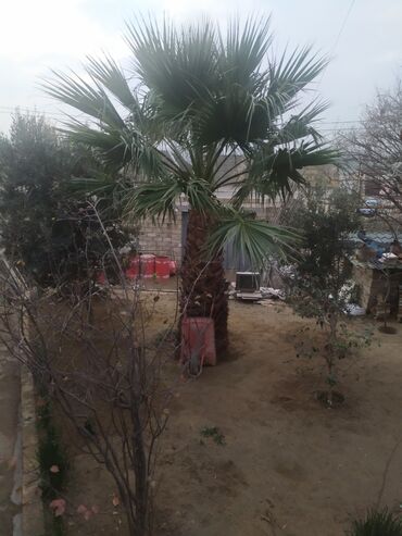 cekas palma: Palma ağacı Vaşinqton sortudur. Hündürlüyü 5 m, eni 3 m olar