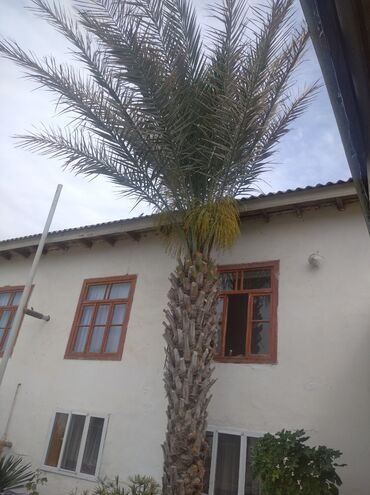 sine boyuden bitki: Ağaclar