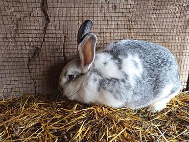 Кролики: Продаю | Крольчиха (самка), Крольчата — 4