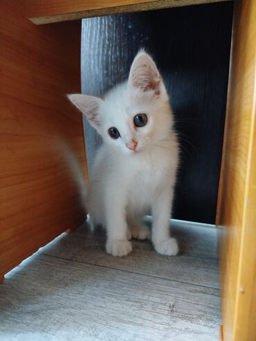 милые животные: Турецкая ангора😍Милый игривый котёнок в добрые руки🤗 3 месяца почти