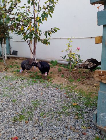 Cücələr: Hinduşka cücələri, Damazlıq — 21