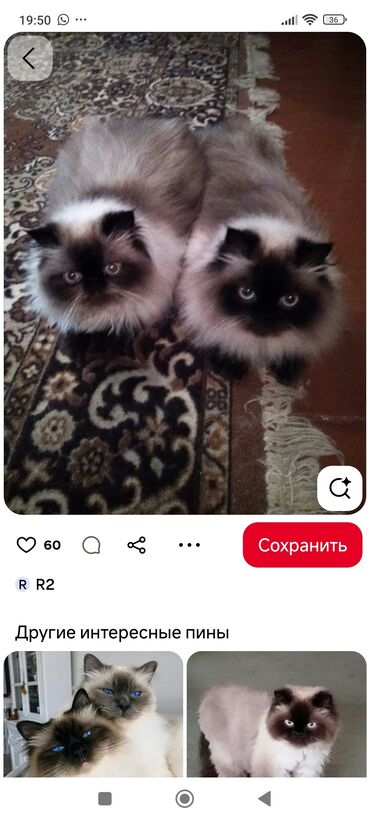 чистокровный тай: Куплю котенка. породы турецкая ангора. или тайский.или русская