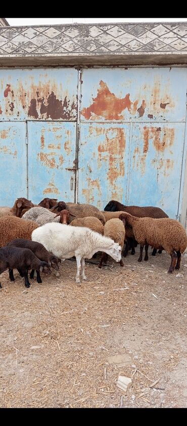 qurbanliq qoc: Dişi, il: 1, 85 kq, Damazlıq, Ünvandan götürmə