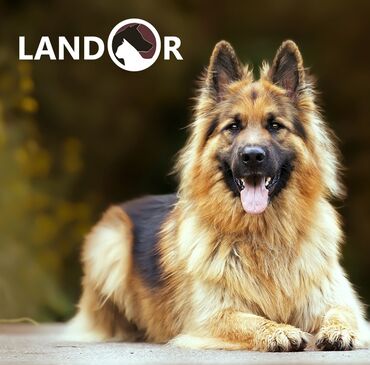 мясо собакам: Landor - сухие и влажные корма класса Супер-премиум, произведенные из