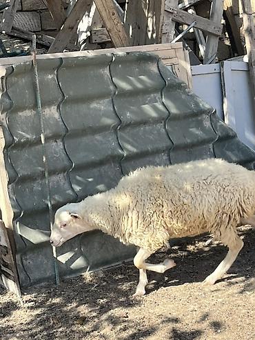 Qoyunlar, qoçlar: Quzular – yerli cins qarışığı, həm ət, həm də saxlamaq üçün münasib — 15