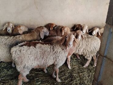 Бараны, овцы: Продаю | Овца (самка) | Арашан | Для разведения | Котные, Матка, Племенные — 10