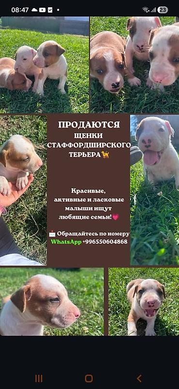эркек ит: Щенки стаффордширского терьера - Порода: стаффордширский терьер - — 1