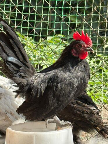 домашние куры: 🐣Продаю декоративные карликовые породы кур и петухов! Отличные