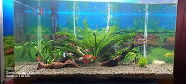akvarium gəncə: Akvaryum komplekti – şirin su üçün - Şüşə akvaryum: düz bucaq — 1