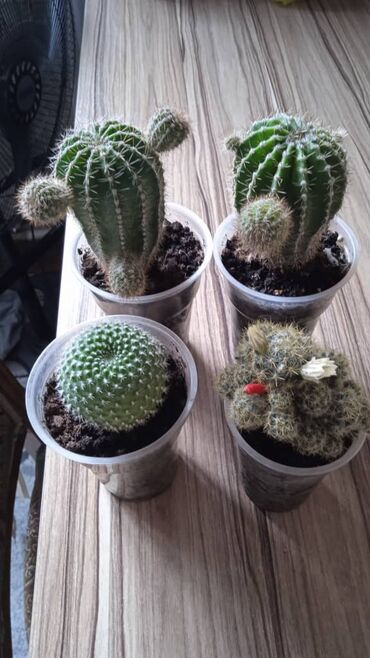 Драцены и Сансевиерии: Разные комнатные растения. Чтобы узнать стоимость конкретного растения at lalafo.kg — 9 Драцены и Сансевиерии: Разные комнатные растения. Чтобы узнать стоимость конкретного растения — 9