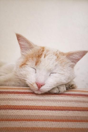 Кошки: Кошка даром: Беспородная, 2 года, Девочка, Приучена к лотку — 5