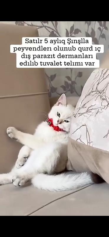 Pişiklər: Şinşilla — 3