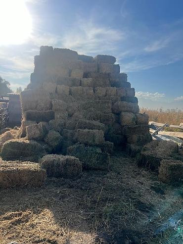 Сено в тюках (прямоугольные кипы) - Заготовлено в кипах стандартного at lalafo.kg Сено в тюках (прямоугольные кипы) - Заготовлено в кипах стандартного