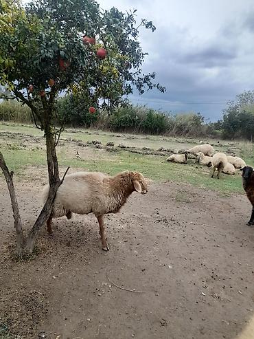 mal inək: Diri cekisi 60kq olan damazliq .ceki ile 17manatdan — 3