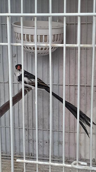 bulbul quşu satışı: Məhsul: Egzotik dekorativ quşlar cütlük Təsvir: - Növ: Uzun quyruqlu — 2
